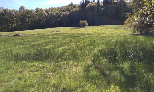 Prairie humide à joncs (Source : SMBA)